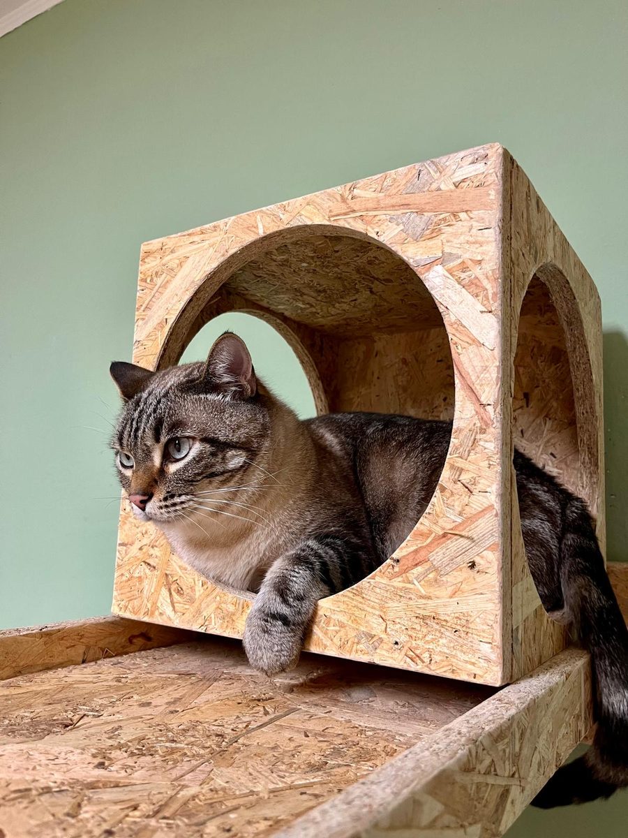 Gatto rilassato in una casetta senza gabbie del Baffo Gatto Hotel ad Alzate Brianza